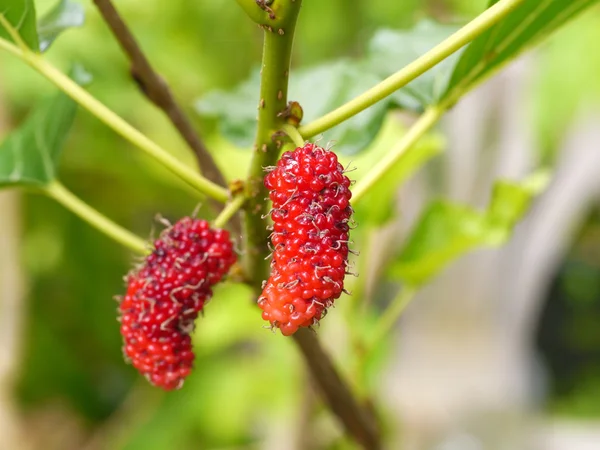 Bayas frescas de morera maduras en el árbol — Foto de Stock