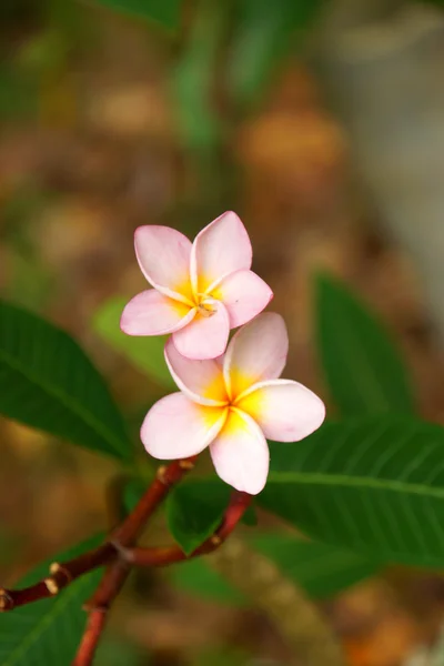 Frangipani flowers. — Stock Photo, Image