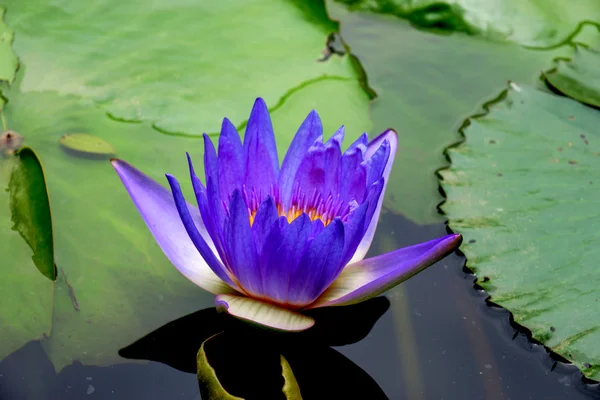 Blauwe waterlelie, lotus — Stockfoto