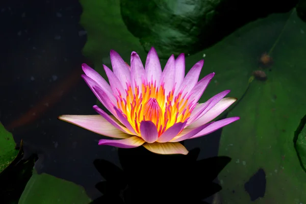 Roze water lily, lotus — Stockfoto