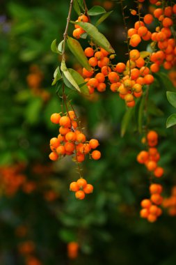 Altın yaprağın. (duranta erecta l.)