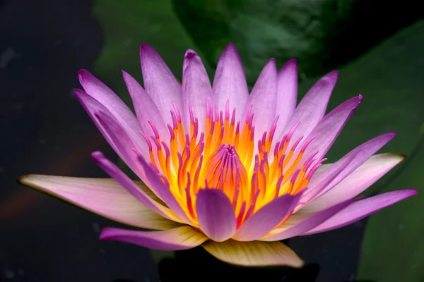 Roze water lily, lotus — Stockfoto