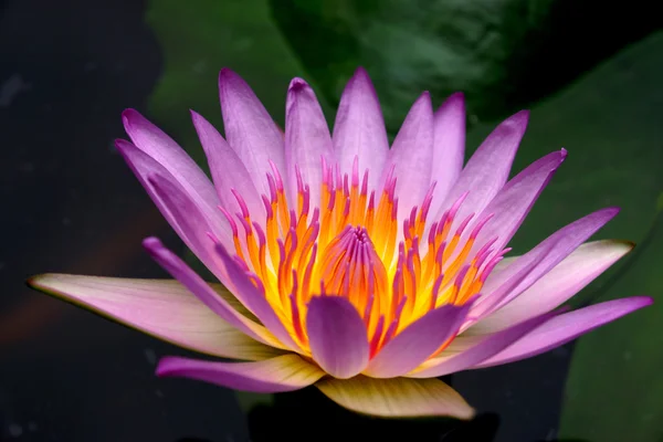 Pink water lily, lotus — Stock Photo, Image