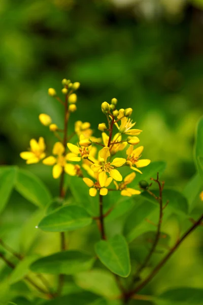 Yellow flowers of Galphimia. (Thryallis glauca Kuntze.) — Stock Photo, Image