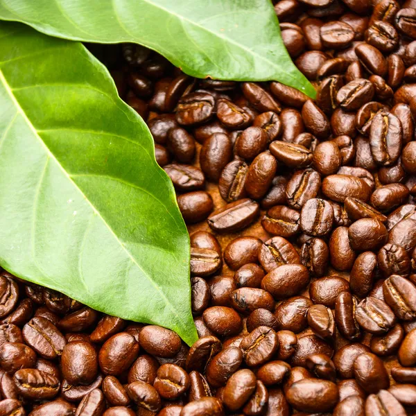 Coffee beans on the wooden background. — Stock Photo, Image