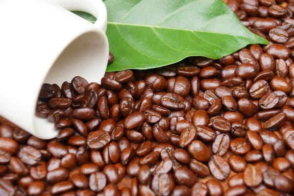 木の上のコーヒー豆は. — ストック写真