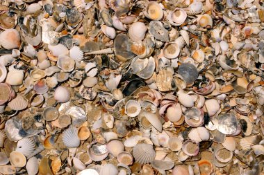 Kumsalda deniz kabukları