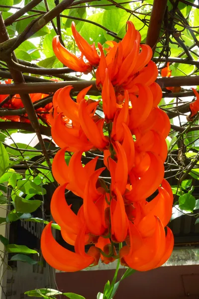 Orange flower of Newguinea Creeper, Red Jade Vine. ( Mucuna benn — Stock Photo, Image