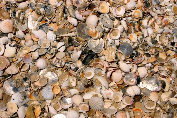 Θαλάσσια όστρακα στην παραλία — Φωτογραφία Αρχείου