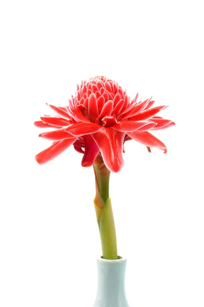 Tropikalny kwiat imbiru czerwona pochodnia. (etlingera elatior (jack) r — Zdjęcie stockowe