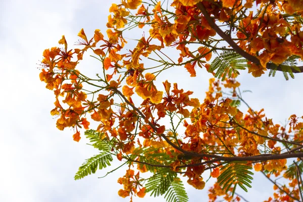 Весенний цветок. Пламенное дерево. (Delonix regia (Boj. ex Hook .)) — стоковое фото