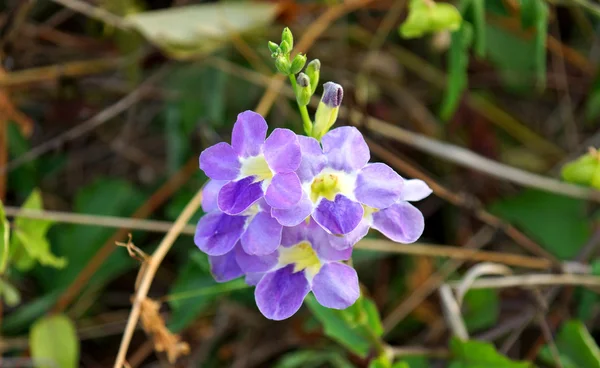 Фіалки квіти індійської asystasia (asystasia gangetica (Лінн) — стокове фото