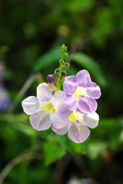 Květy fialky z indické asystasia (asystasia gangetica (linn) — Stock fotografie