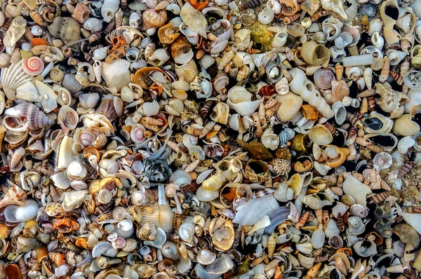 Conchas de mar en la playa — Foto de Stock