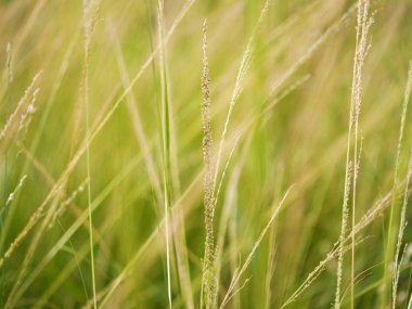 ormandaki çimen çiçek.