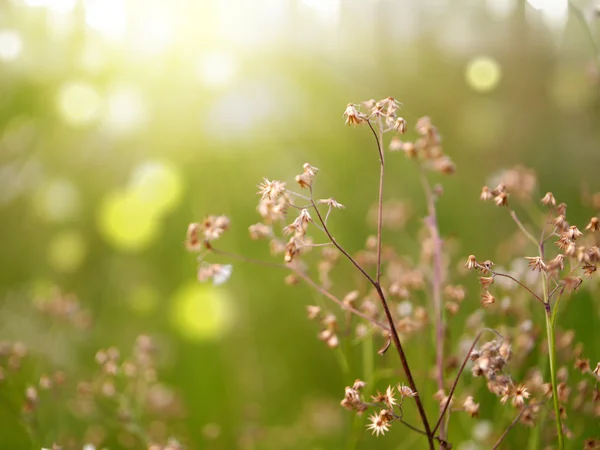 Hierba de flores en el bosque . — Foto de Stock