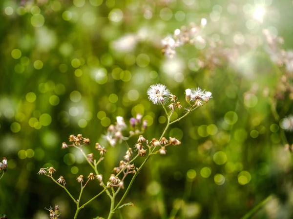 Hierba de flores en el bosque . — Foto de Stock