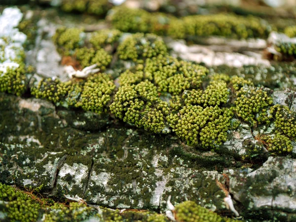 Wood covered with dry moss. — Stock Photo, Image