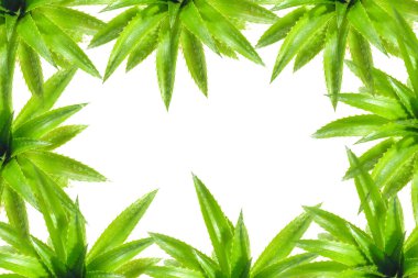 beyaz arkaplanda yeşil yapraklar.