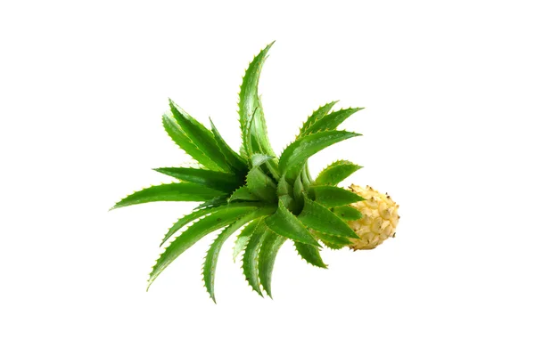 Ananas plant in een glas hout op witte achtergrond. — Stockfoto