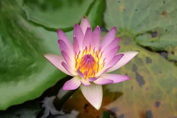 Tatlı pembe nilüfer, lotus. — Stok fotoğraf