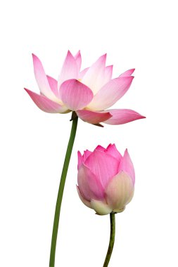 Lotus izole beyaz zemin üzerine.
