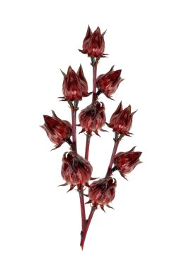 Hibiscus sabdariffa veya roselle meyve (hibiscus sabdariffa l.)