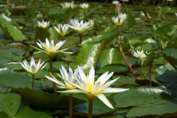 Lirio de agua por la mañana . — Foto de Stock