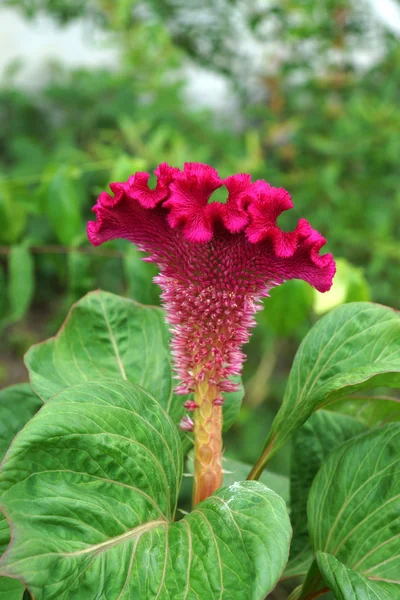 Cockscomb çiçek benekli — Stok fotoğraf
