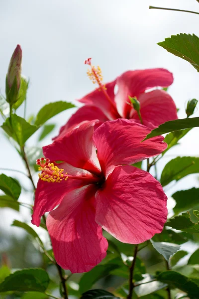 2 つの赤いハイビスカスの花. — ストック写真