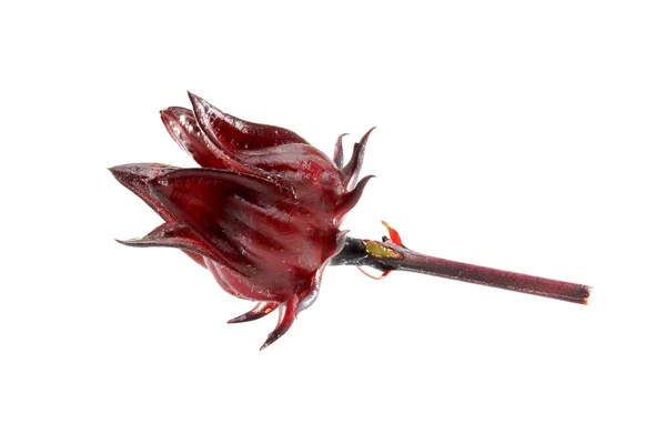 Hibiscus sabdariffa eller roselle frukter (hibiscus sabdariffa l.) — Stockfoto