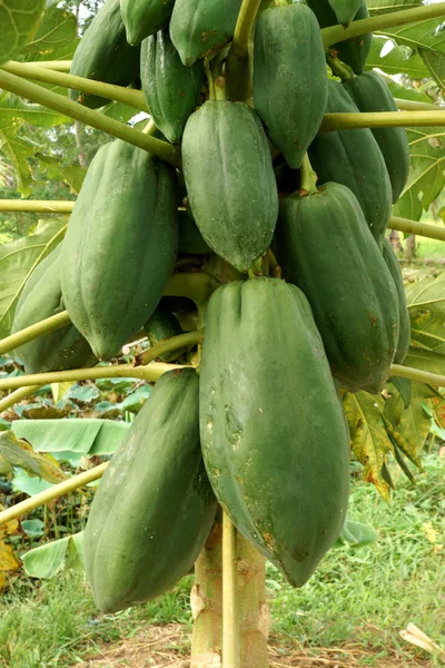 Papaya på trädet. — Stockfoto