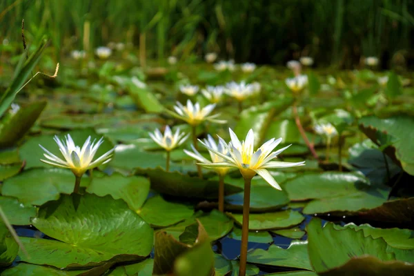 Water lily in the morning. — Stock Photo, Image