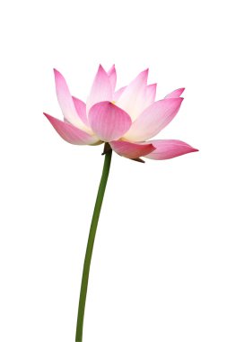 Lotus izole beyaz zemin üzerine.