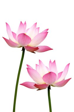 Lotus izole beyaz zemin üzerine.