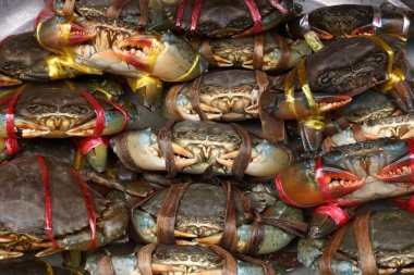 Satılık ekran bağlı tırtıklı çamur Yengeç (scylla serrata) ve satır