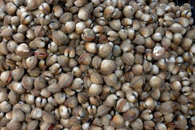 kabukları kan cockle