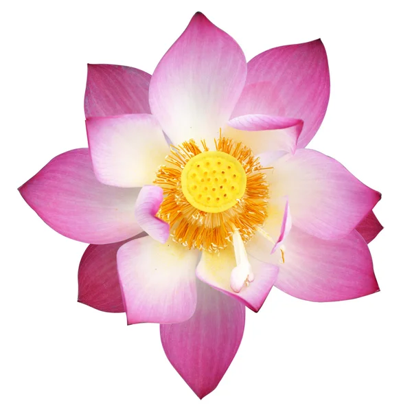 Lotus on isolate white background. — Stock Photo, Image