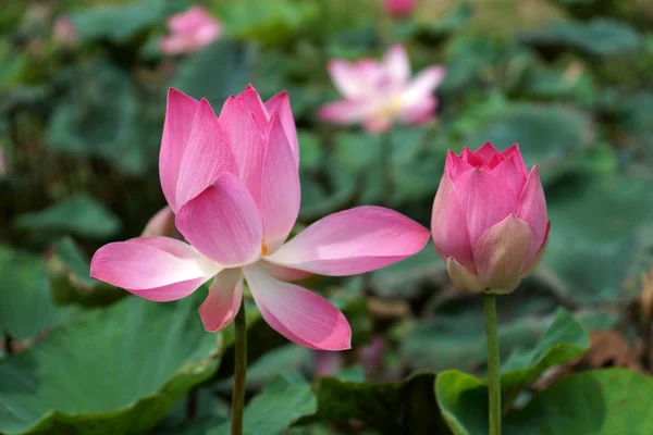 Fioritura fiore di loto nel parco . — Foto Stock