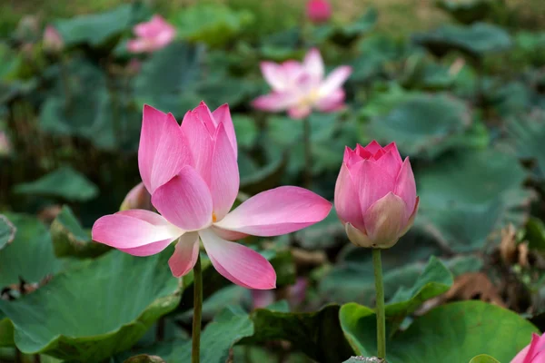 Blooming lotus flower in the park. — Stock Photo, Image