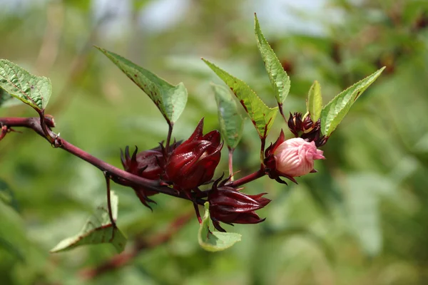 Hibiscus sabdariffa o frutos rosados (Hibiscus sabdariffa L .) — Foto de Stock