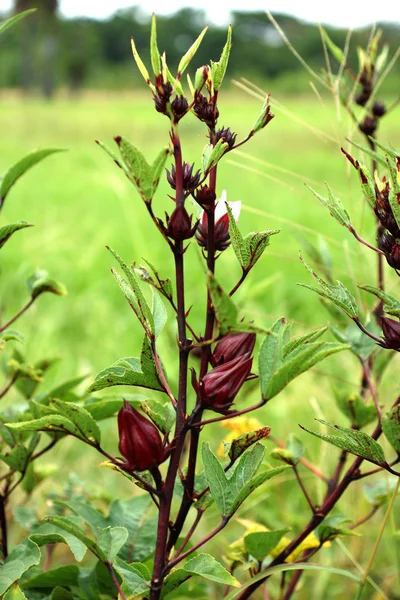 Hibiscus sabdariffa veya roselle meyve (hibiscus sabdariffa l.) — Stok fotoğraf