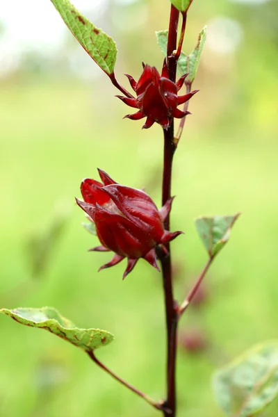 Hibiscus sabdariffa oder roselle Früchte (hibiscus sabdariffa l.) — Stockfoto