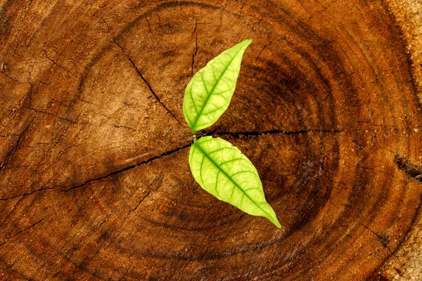 Seedlings on a tree stump. — Stock Photo, Image