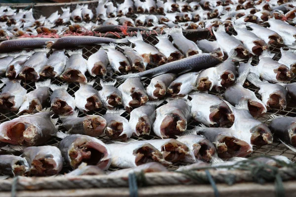 Flathead mullet fish dry — Stock Photo, Image