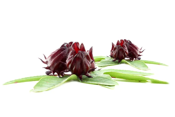 Hibiscus sabdariffa oder roselle Früchte (hibiscus sabdariffa l.) — Stockfoto