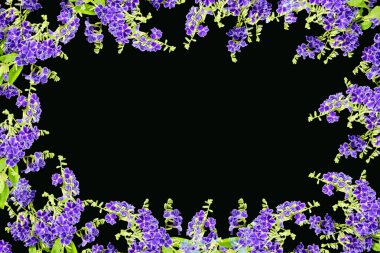 Duranta erecta L. Verbenaceae 'nin mor rengi