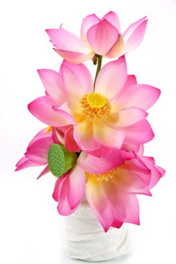 Lotus izole beyaz zemin üzerine.