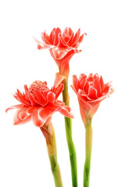 Tropikal çiçek pembe meşale zencefil. (Etlingera elatior (Jack)