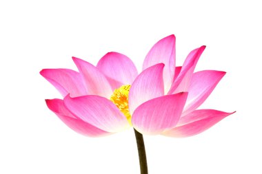 Lotus izole beyaz zemin üzerine.